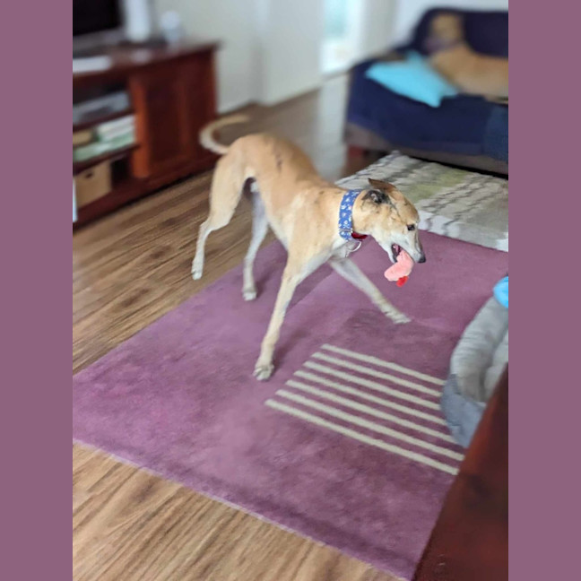 Photo of Tiger, The Greyhound