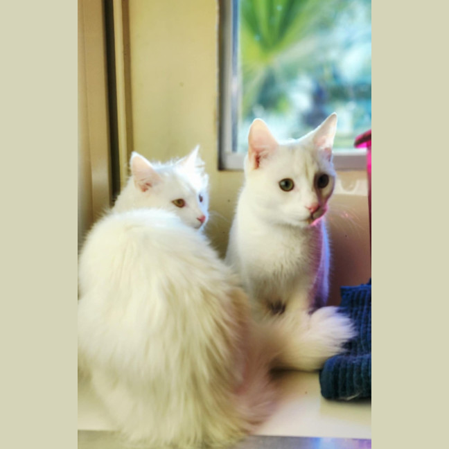 Photo of Pip And Pop