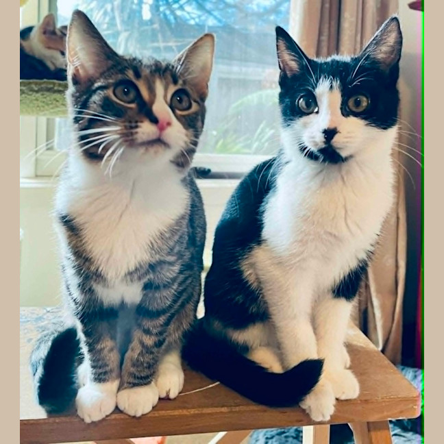 Photo of Conchetta ** 2nd Chance Cat Rescue **