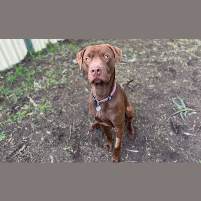 Photo of Chocy