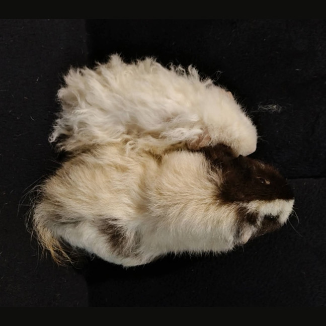 Photo of Bear & Pinky 