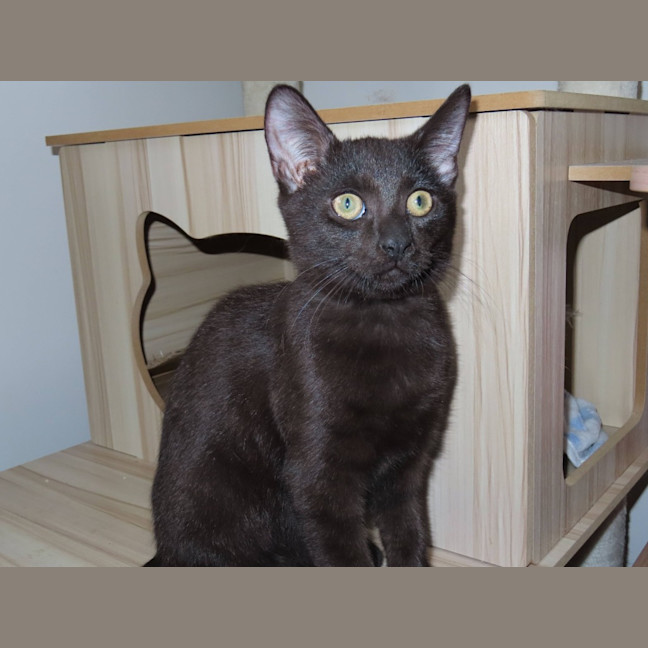 Photo of Smokie (K49)