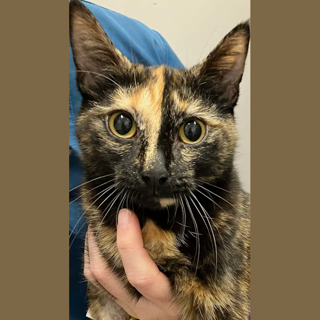 Photo of Fittonia ** 2nd Chance Cat Rescue**