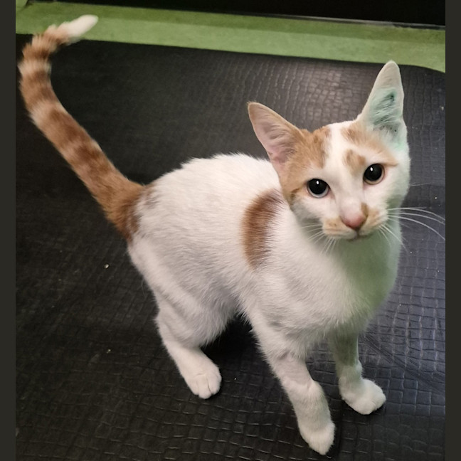 Photo of Luigi (Bonded With Mario