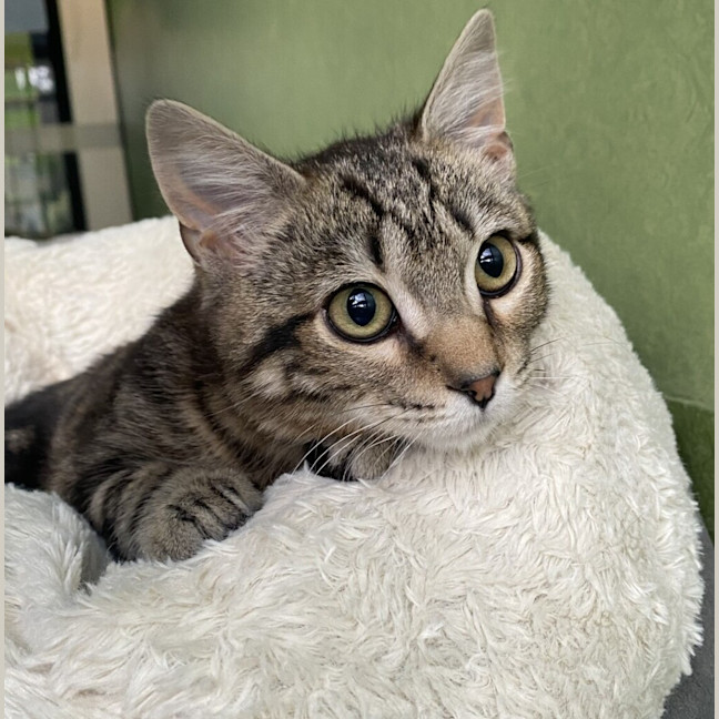 Photo of Leliana