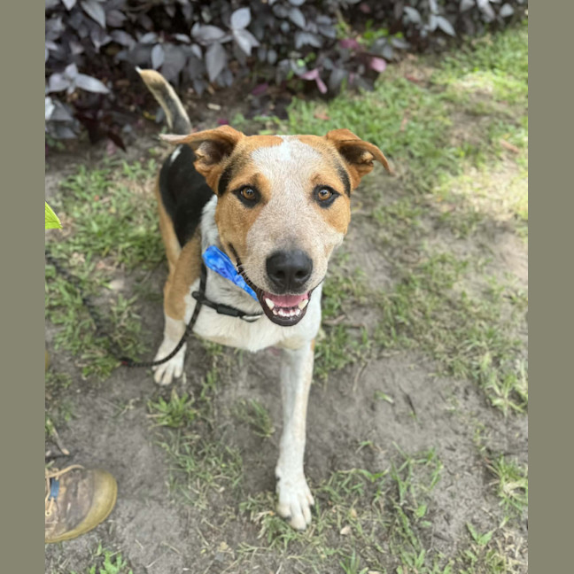 Photo of Zak *$150 Adoption Fee*