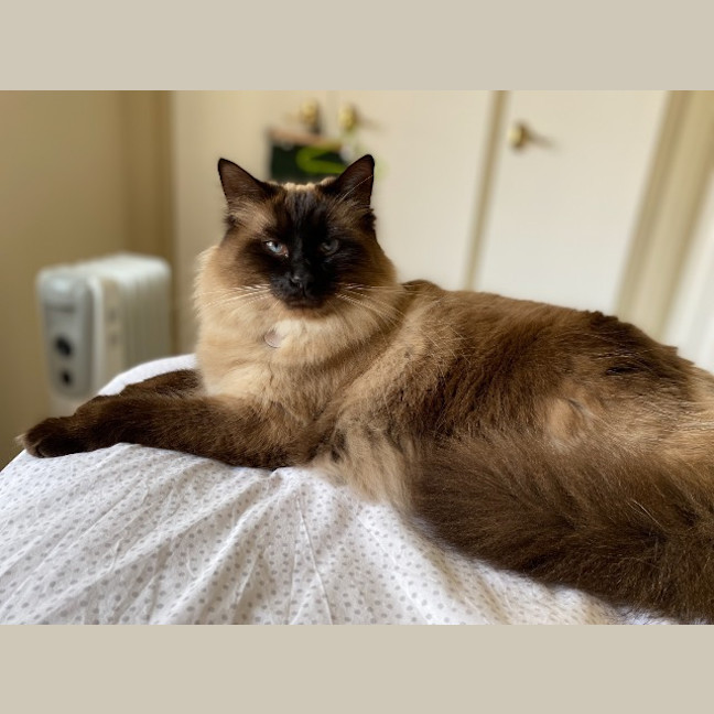 Photo of Lulu