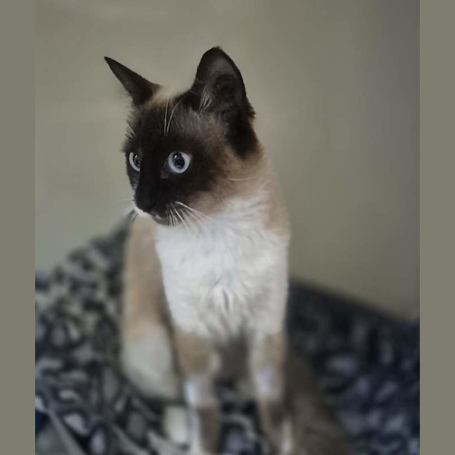 Photo of Olive