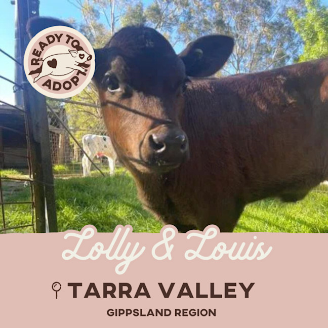 Photo of Lolly And Louis