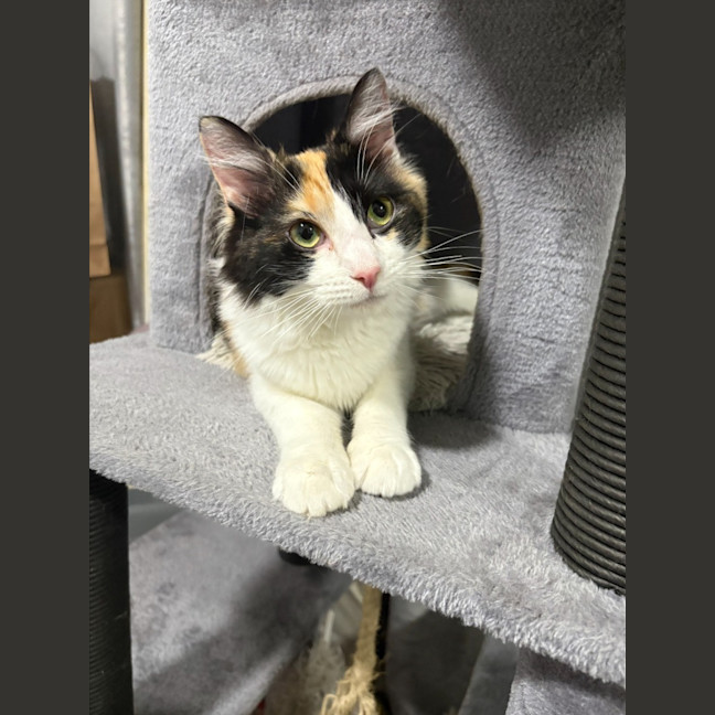 Photo of Callie