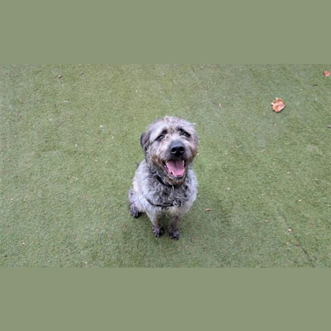 Photo of Sully