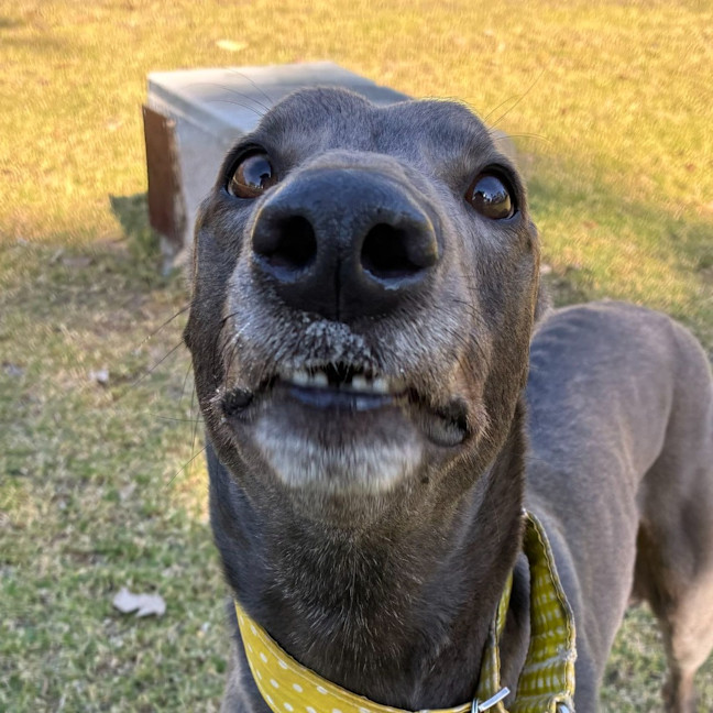 Photo of Rhino The Greyhound