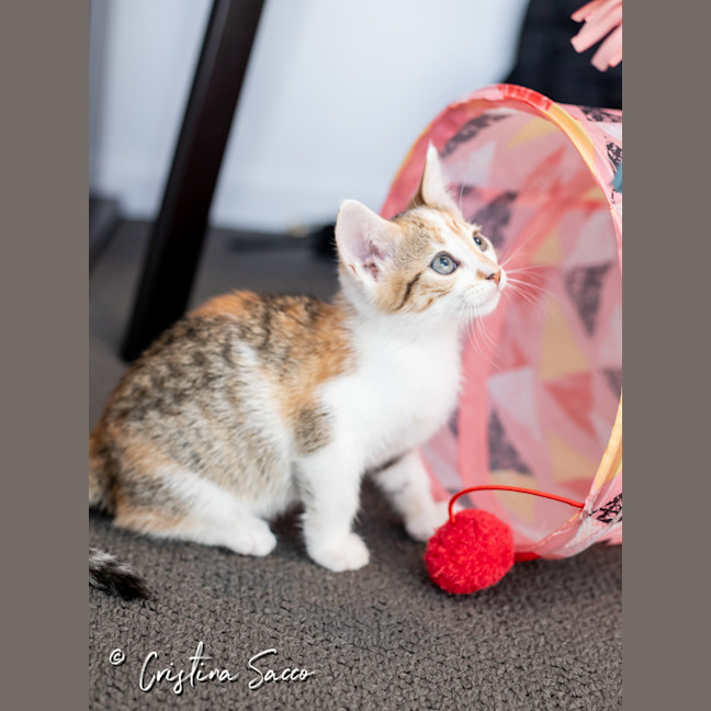 Photo of Squeak