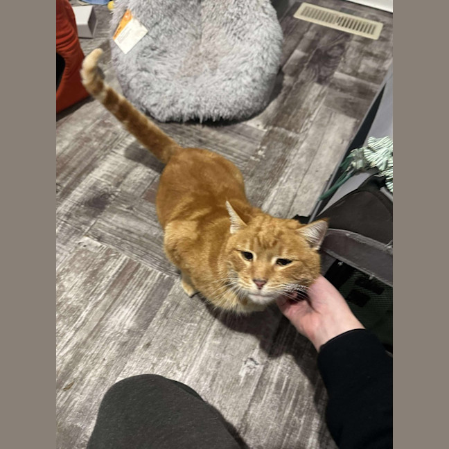 Photo of Lieutenant Dan