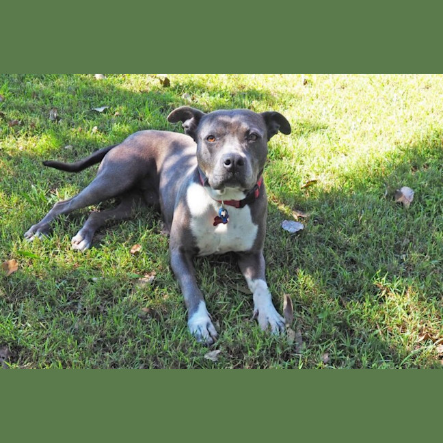 Photo of Bella