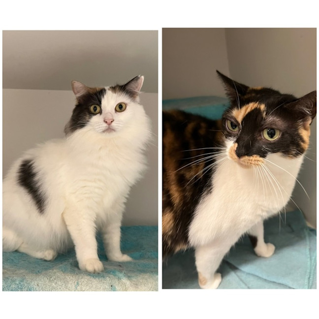 Photo of Rosie & Callie Need Another Chance