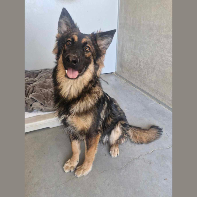 Photo of Lewie Wagger Of Tails (Frank)