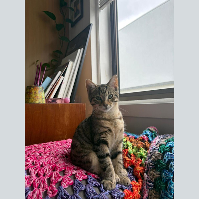 Photo of Bean