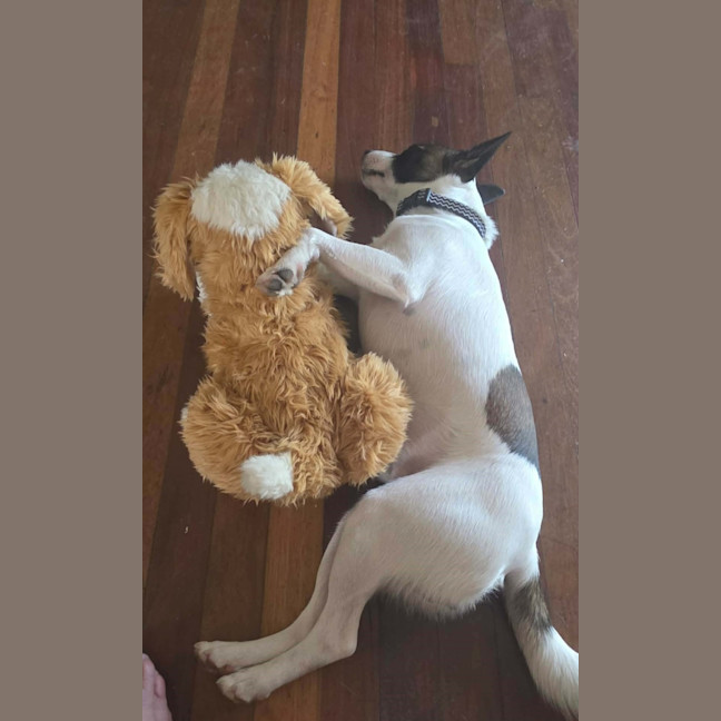Photo of Milo