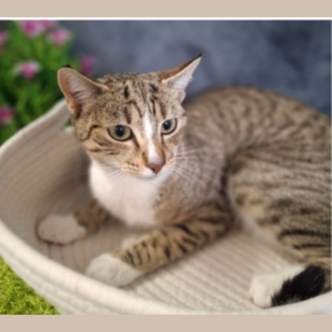 Photo of Nala 
