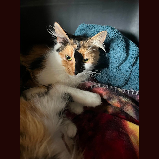 Photo of Precious *9 Lives Project Rescue*