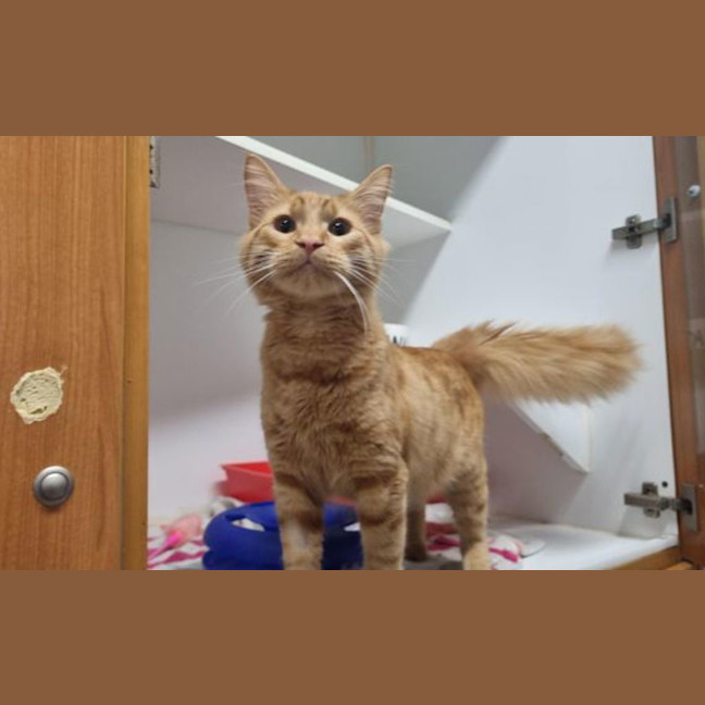 Photo of Mimosa