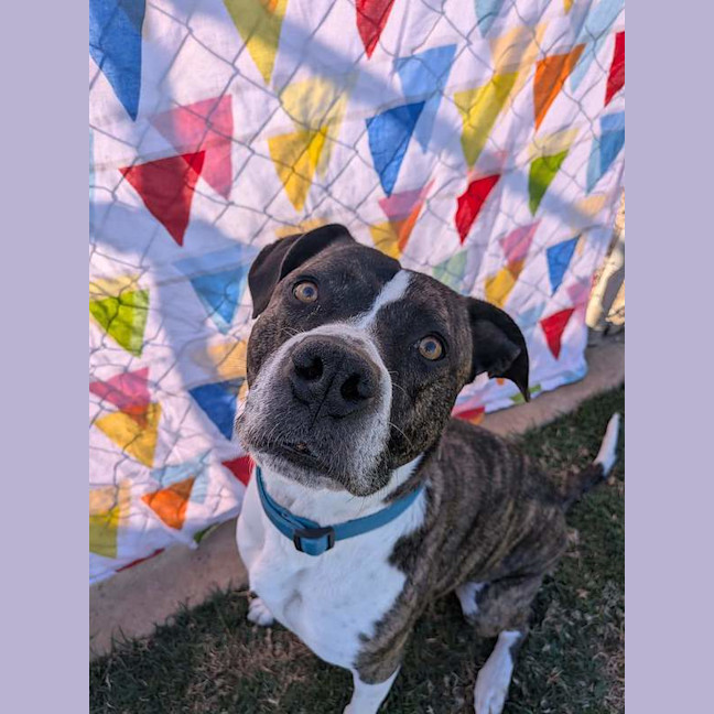 Photo of Tyson
