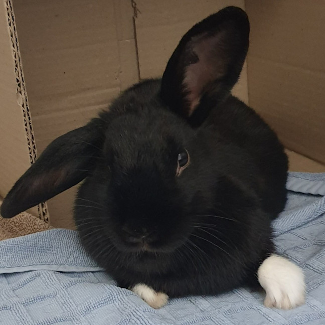 Photo of Lily