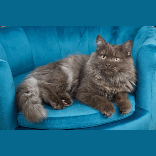 Photo of Chocolat