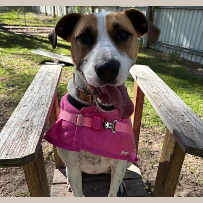 Photo of Willow