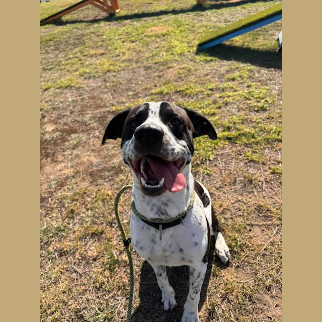 Photo of Marley (62807)