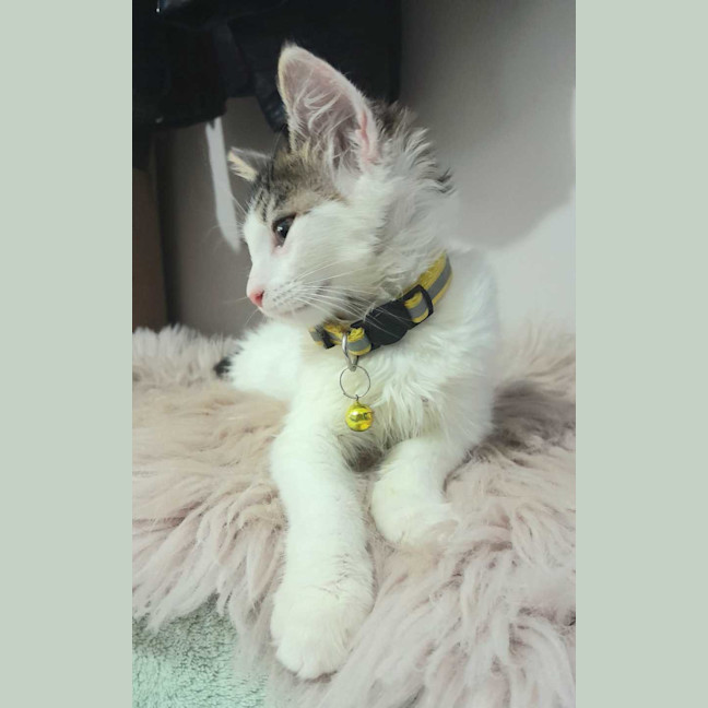 Photo of Poppy