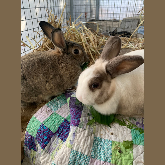Photo of Thumper