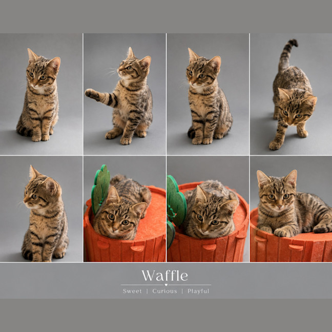 Photo of Waffle 🧇 