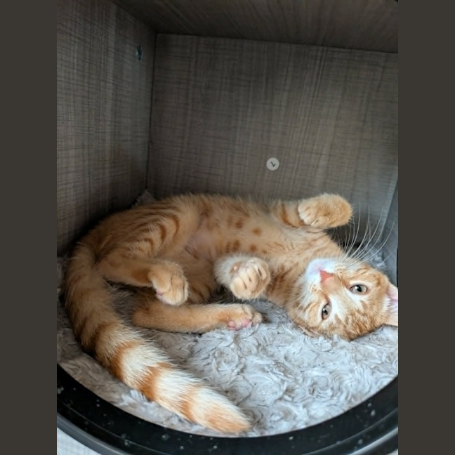 Photo of Misty