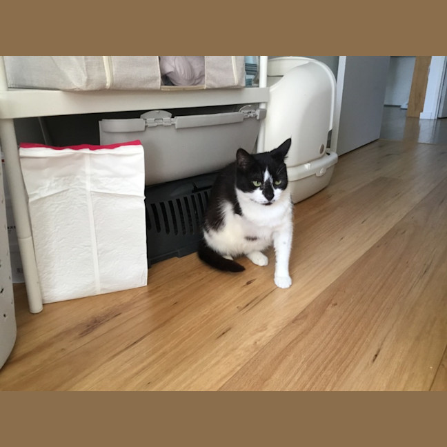 Photo of Nougat