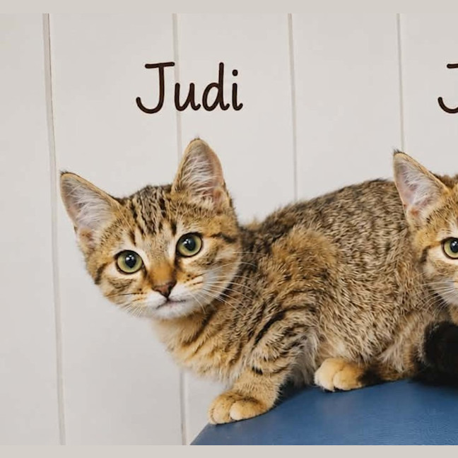 Photo of Judi (On Display At Vets On Parker, Templestowe)