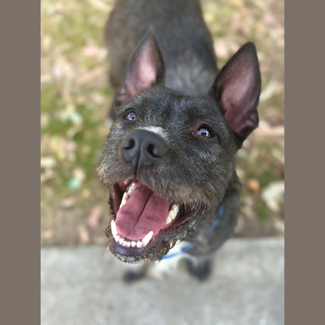 Photo of Woofie