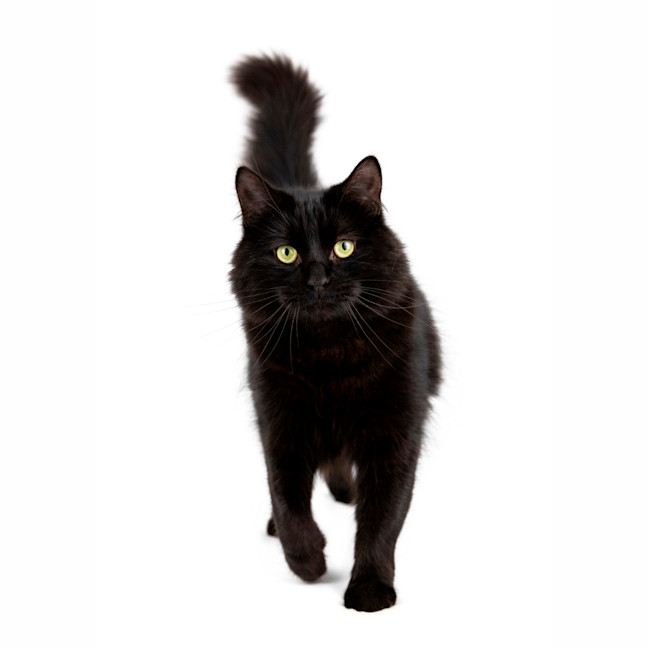 Photo of Nero 