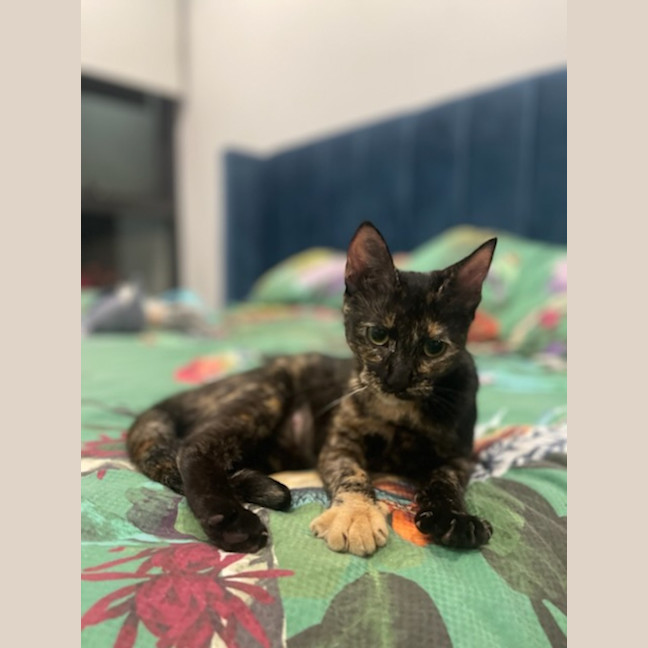 Photo of Shadow