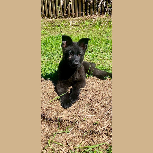 Photo of Monty
