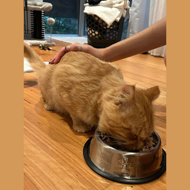 Photo of Ginger Boy