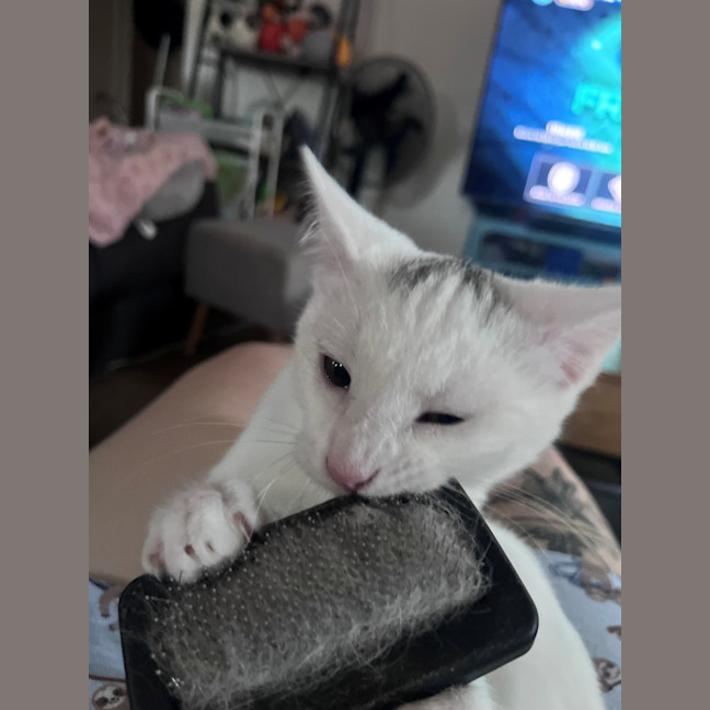 Photo of Romeo