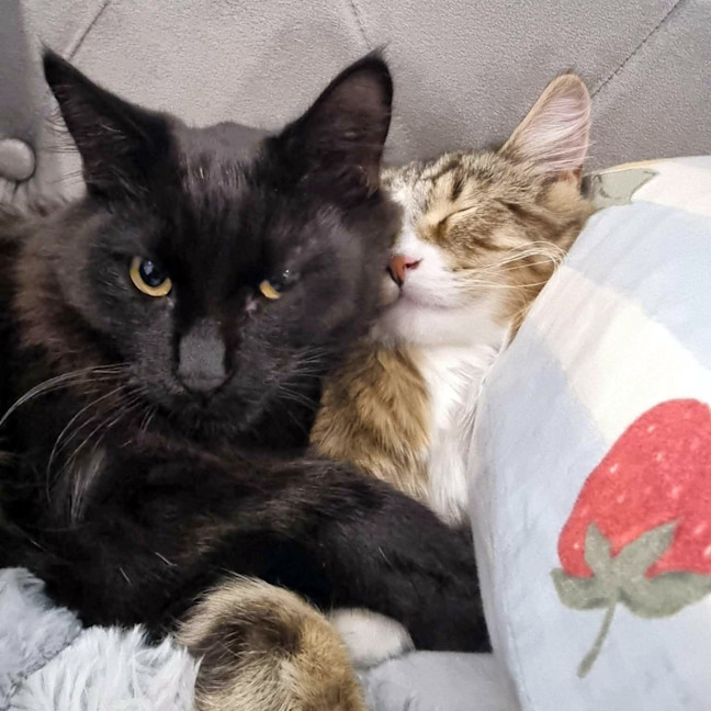 Photo of Michael / Rocky (Was Jasper)