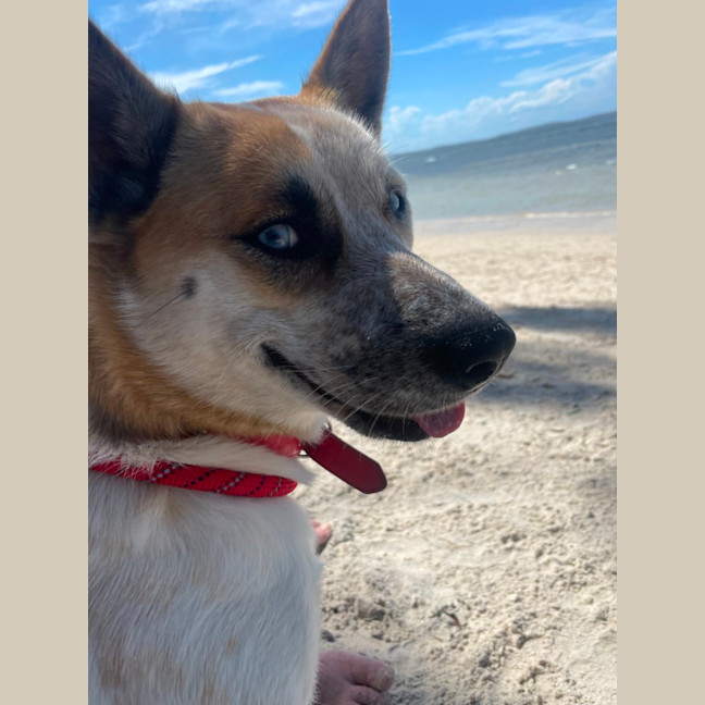 Photo of Roxy   1.5 Year Old Cattle Dog X Husky (Trial)