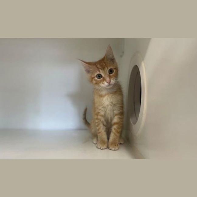 Photo of Pebbles