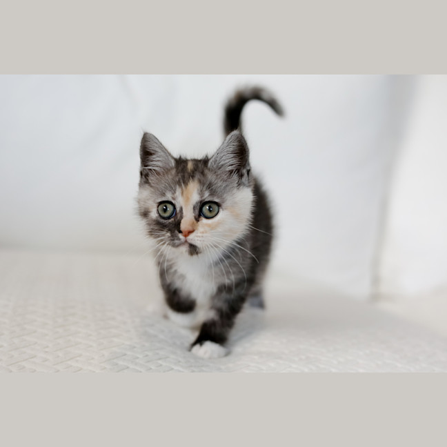 Photo of Fleur
