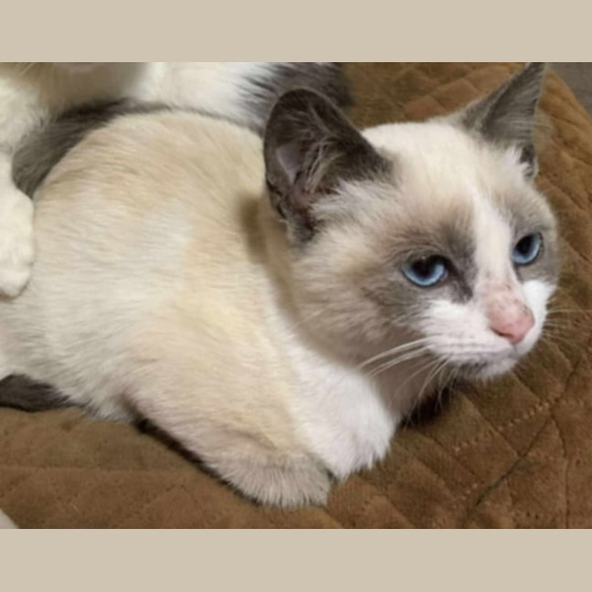 Photo of Petal 