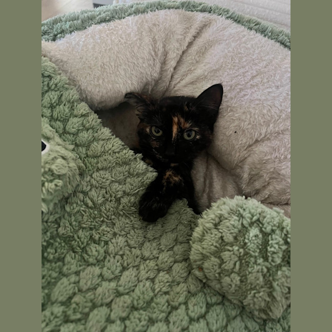 Photo of Diet Dr Pepper