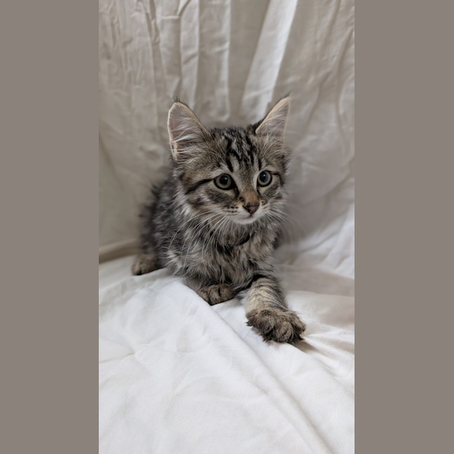 Photo of Cookie